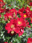 Preview: Beetrose Bienenweide Rot 3